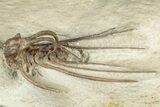 Bargain, Dicranurus Trilobite - Black Cat Mountain, Oklahoma #322580-2